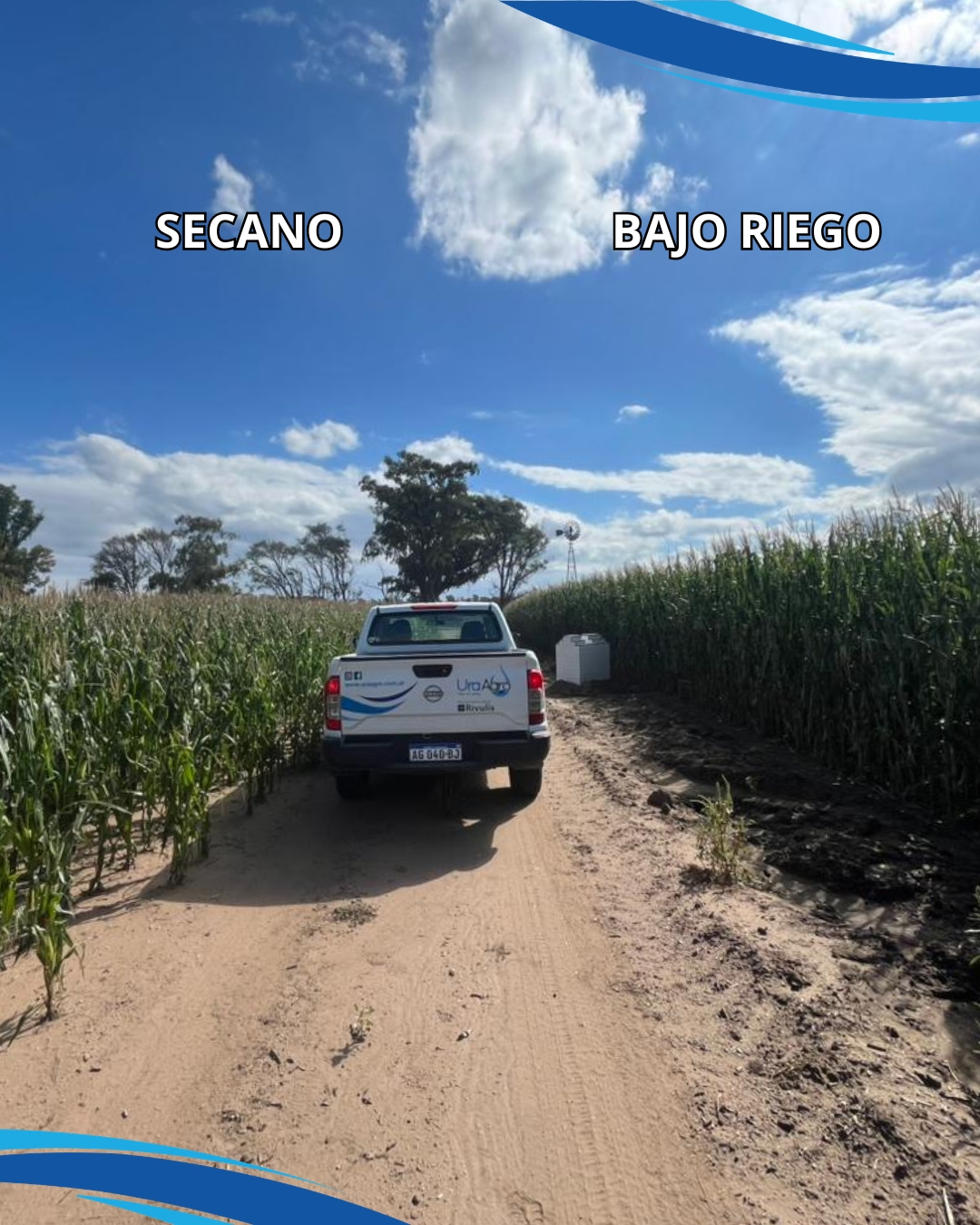 Camino entre un lote en secano y otro bajo riego por goteo subterráneo